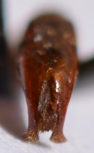 Réf. 257 086 : Pygora pulchripes